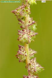 Attēlu rezultāti vaicājumam “Atriplex littoralis”