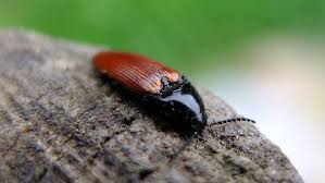 Attēlu rezultāti vaicājumam “Ampedus sp.”