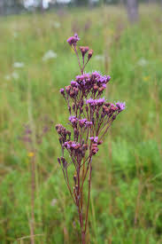 Attēlu rezultāti vaicājumam “Comatricha fragilis stalked”