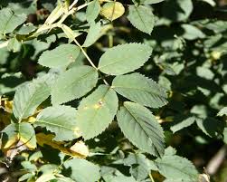 Attēlu rezultāti vaicājumam “Rosa glauca leaf”
