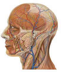 Image result for b%FD%E7ak anatomisi