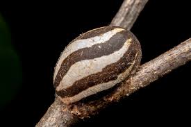 Attēlu rezultāti vaicājumam “Phylloneta cocoon”