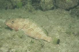 Image result for Epinephelus guttatus