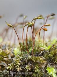 Attēlu rezultāti vaicājumam “Rhizomnium punctatum sporophyte”