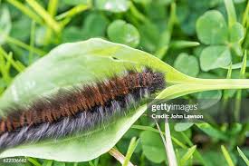 Attēlu rezultāti vaicājumam “Macrothylacia rubi larva”