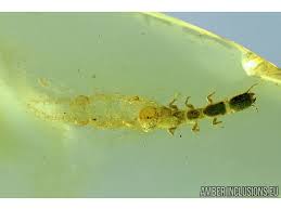 Attēlu rezultāti vaicājumam “Raphidioptera larva”