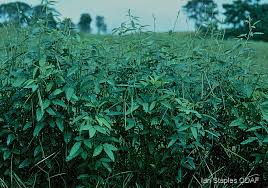 Attēlu rezultāti vaicājumam “Enteridium liceoides macro”