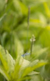 Attēlu rezultāti vaicājumam “Enallagma cyathigerum male”