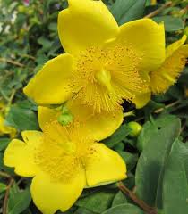 Attēlu rezultāti vaicājumam “Hypericum perforatum flower”
