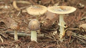 Attēlu rezultāti vaicājumam “Amanita pantherina”