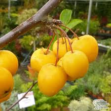 Attēlu rezultāti vaicājumam “Malus x zumi fruit”