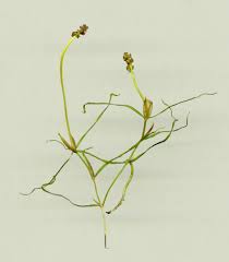 Attēlu rezultāti vaicājumam “Potamogeton trichoides”