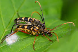 Attēlu rezultāti vaicājumam “Leptura annularis”