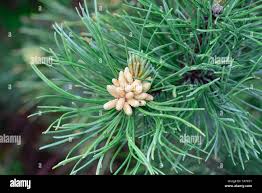 Attēlu rezultāti vaicājumam “Pinus pumila male flower”