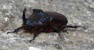 Attēlu rezultāti vaicājumam “Oryctes nasicornis male”