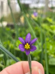 Attēlu rezultāti vaicājumam “Sisyrinchium montanum”