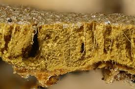 Attēlu rezultāti vaicājumam “Dictydiaethalium plumbeum macro”