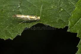 Attēlu rezultāti vaicājumam “Argyresthiidae”