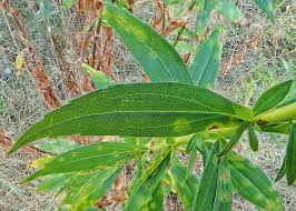 Attēlu rezultāti vaicājumam “Solidago canadensis leaf”