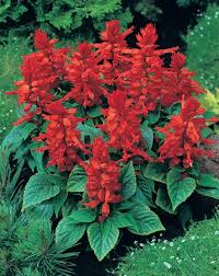 Image result for Salvia splendens