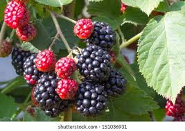 Image result for Rubus sectio