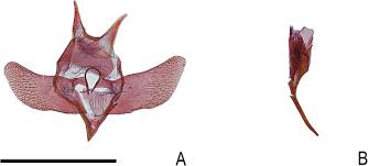 Attēlu rezultāti vaicājumam “Tischeria complanella larva”