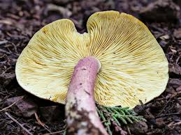 Attēlu rezultāti vaicājumam “Tricholomopsis rutilans”