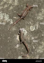 Attēlu rezultāti vaicājumam “Lacerta vivipara female”