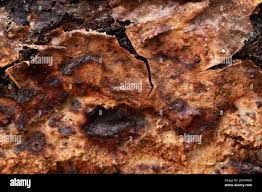 Attēlu rezultāti vaicājumam “Phellinus ferrugineofuscus”