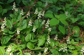 Attēlu rezultāti vaicājumam “Pyrola minor leaf”