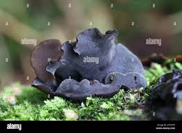 Attēlu rezultāti vaicājumam “Ionomidotis irregularis”