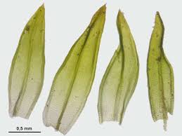 Attēlu rezultāti vaicājumam “Orthotrichum pumilum”