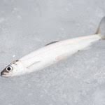 Image result for Coregonus albula