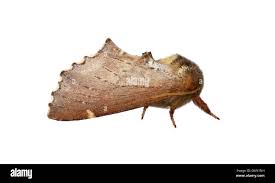 Attēlu rezultāti vaicājumam “Odontosia carmelita”