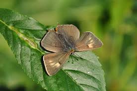 Attēlu rezultāti vaicājumam “Thecla betulae”