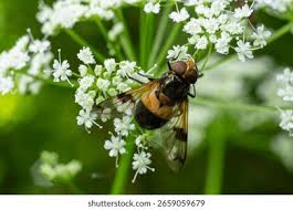 Attēlu rezultāti vaicājumam “Volucella pellucens”