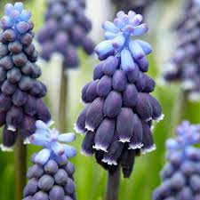 Attēlu rezultāti vaicājumam “Muscari neglectum”