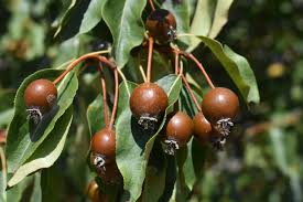 Attēlu rezultāti vaicājumam “Pyrus”