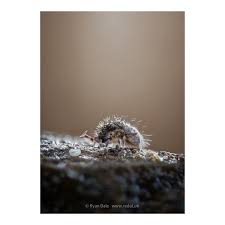 Attēlu rezultāti vaicājumam “Orchesella sp.”