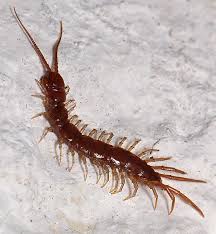 Attēlu rezultāti vaicājumam “Lithobius forficatus”