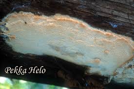 Attēlu rezultāti vaicājumam “Skeletocutis odora”