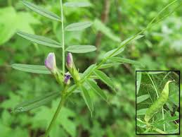 Attēlu rezultāti vaicājumam “Vicia angustifolia leaf”