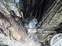 Attēlu rezultāti vaicājumam “Motacilla alba nest”
