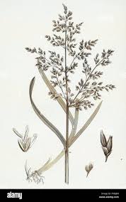 Image result for rosa aquatica