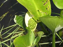 Attēlu rezultāti vaicājumam “Calla palustris fruit”