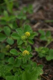 Attēlu rezultāti vaicājumam “Trifolium aureum leaf”