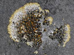 Attēlu rezultāti vaicājumam “Caloplaca saxicola”