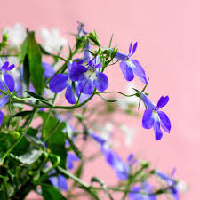 Image result for Männertreu