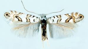 Attēlu rezultāti vaicājumam “Phyllonorycter platanoidella”