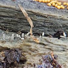 Attēlu rezultāti vaicājumam “Arcyria affinis spores”